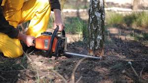 Best Tree Preservation Services  in Thornport, OH