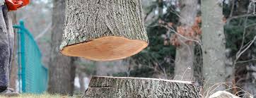 Reliable Thornport, OH Tree Services Solutions