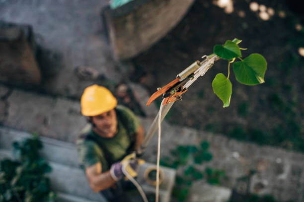 Best Fruit Tree Pruning  in Thornport, OH