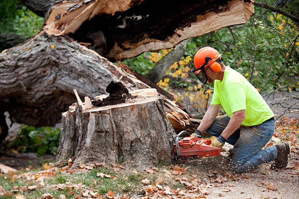 How Our Tree Care Process Works  in  Thornport, OH