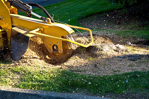 Best Tree Trimming and Pruning  in Thornport, OH